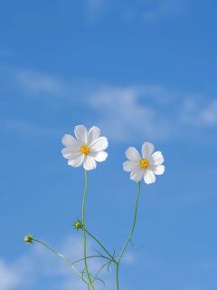 主角景宣秦筱月小说完整版-双重生后，我将出轨的未婚妻送进监狱免费阅读全文
