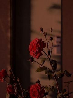 好看的我闪婚青梅后，让我喜当爹的女友悔疯了小说，主角顾寻夏映雪江潮钟瑶最新章节阅读
